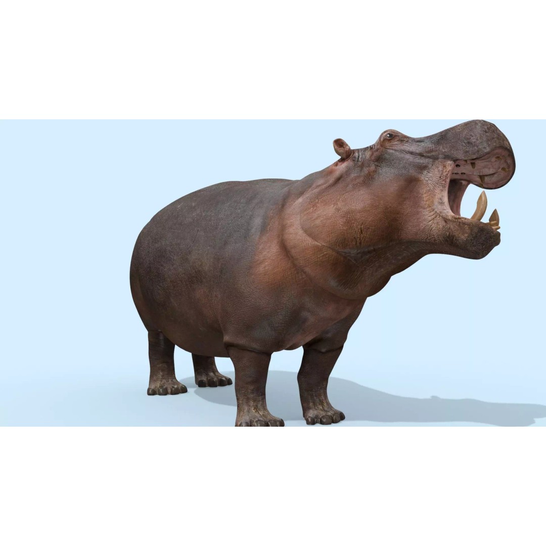 Pro Elephant, Rhino & Hippo 3D Model – High-Detail Animated Assets, FBX - View 63
