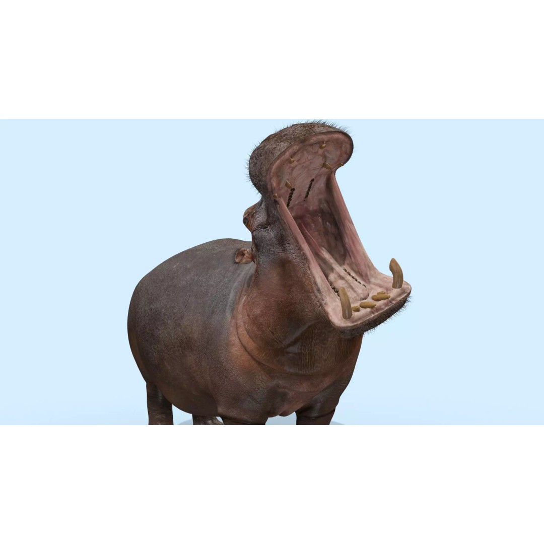 Pro Elephant, Rhino & Hippo 3D Model – High-Detail Animated Assets, FBX - View 64