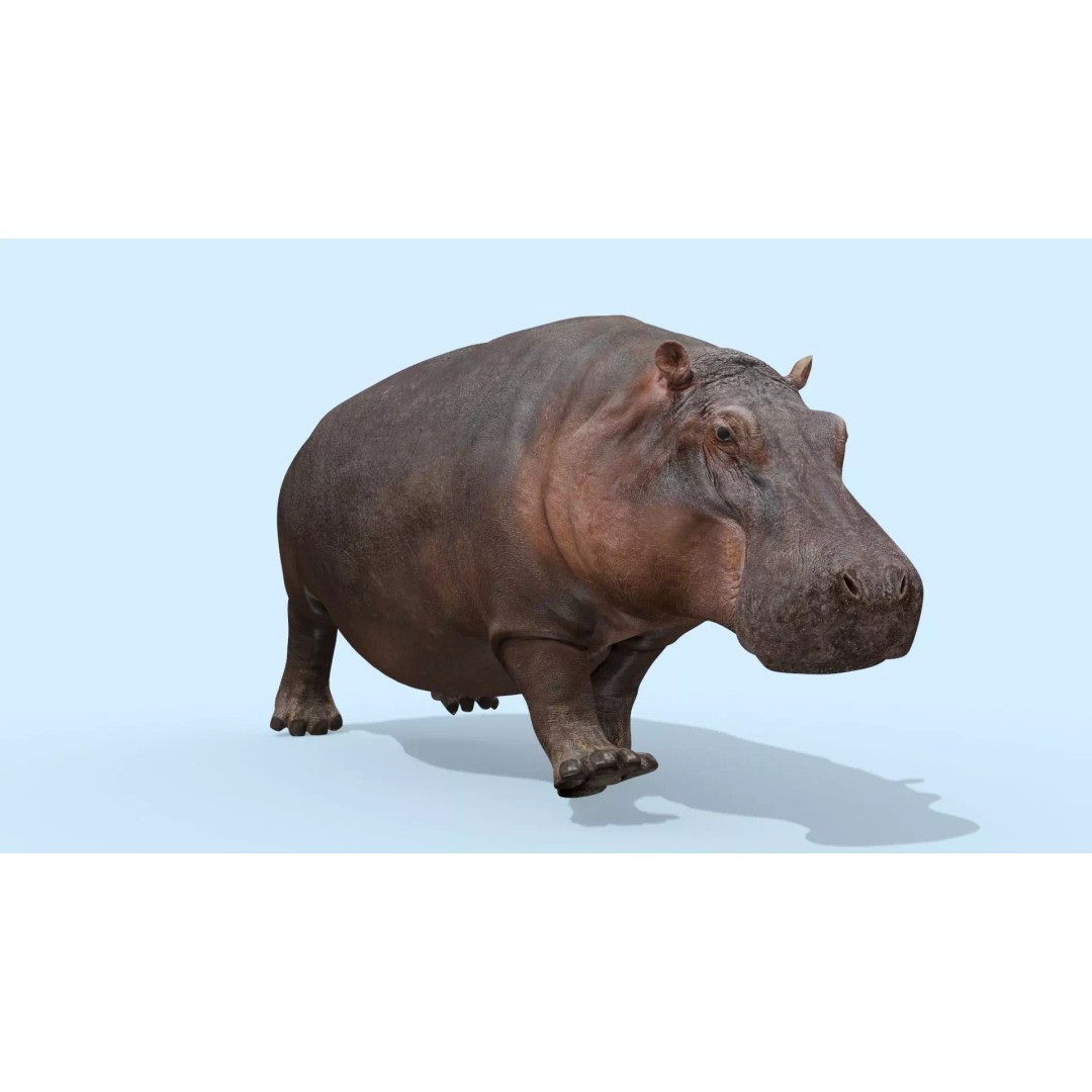 Pro Elephant, Rhino & Hippo 3D Model – High-Detail Animated Assets, FBX - View 65