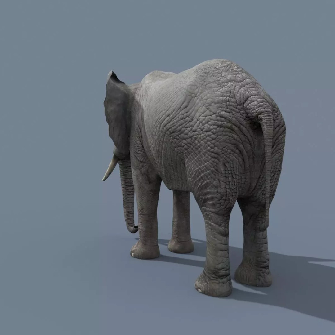 Pro Elephant, Rhino & Hippo 3D Model – High-Detail Animated Assets, FBX - View 7