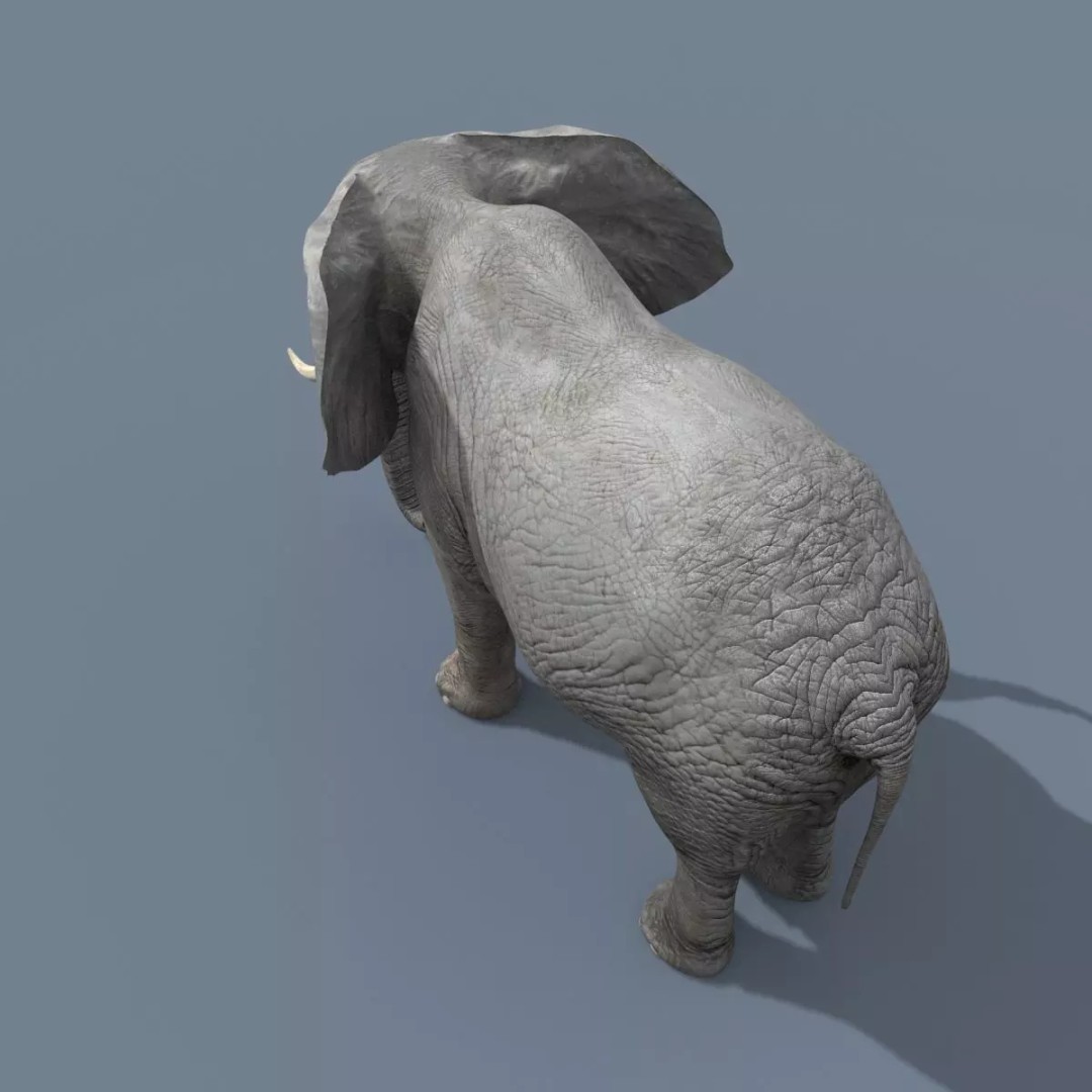 Pro Elephant, Rhino & Hippo 3D Model – High-Detail Animated Assets, FBX - View 8
