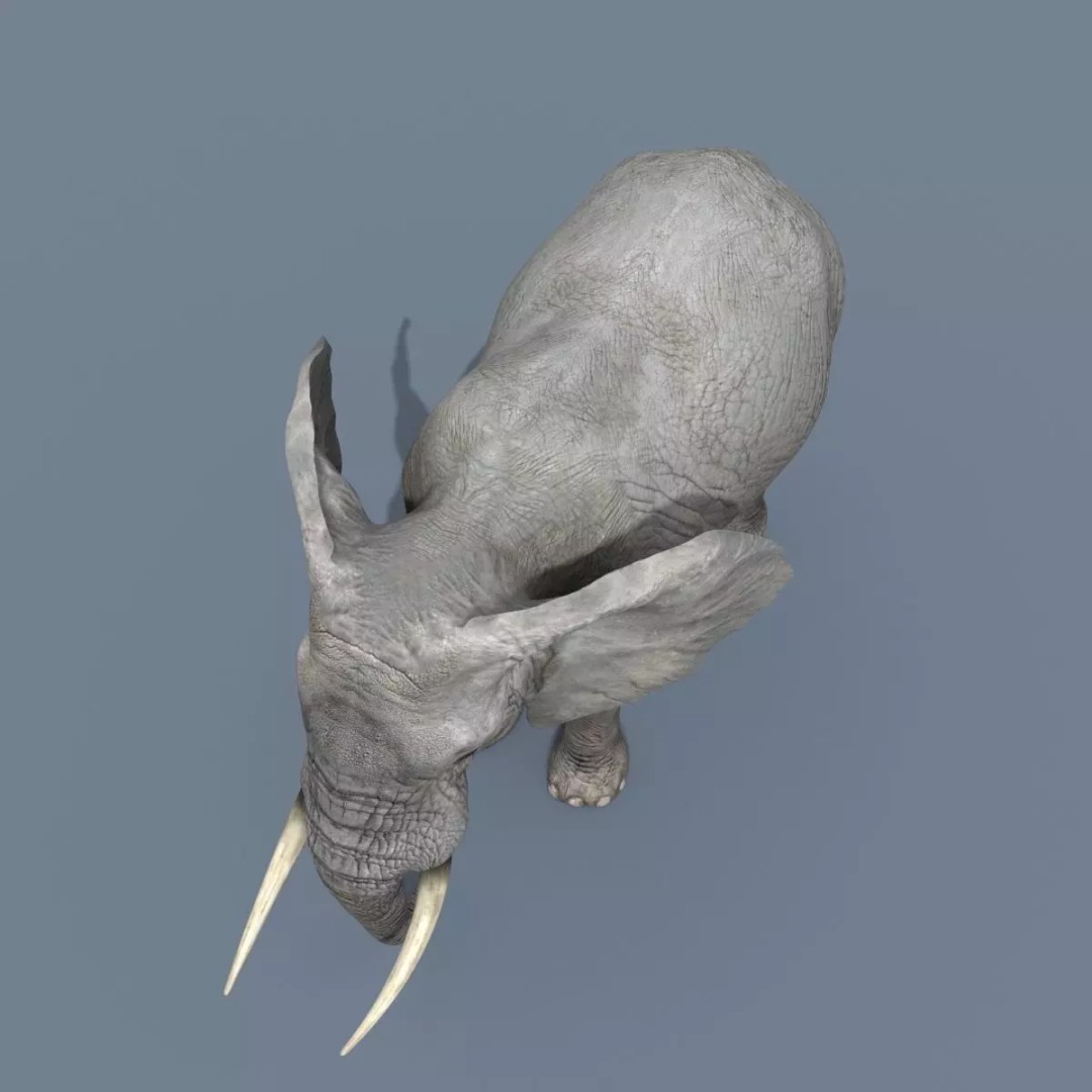 Pro Elephant, Rhino & Hippo 3D Model – High-Detail Animated Assets, FBX - View 9