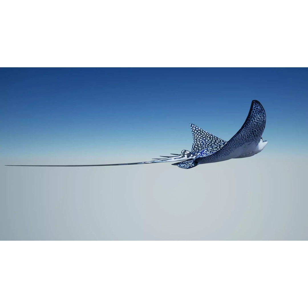 Spotted Eagle Ray 3D Model – Low Poly Rigged Fish with Animations - View 3