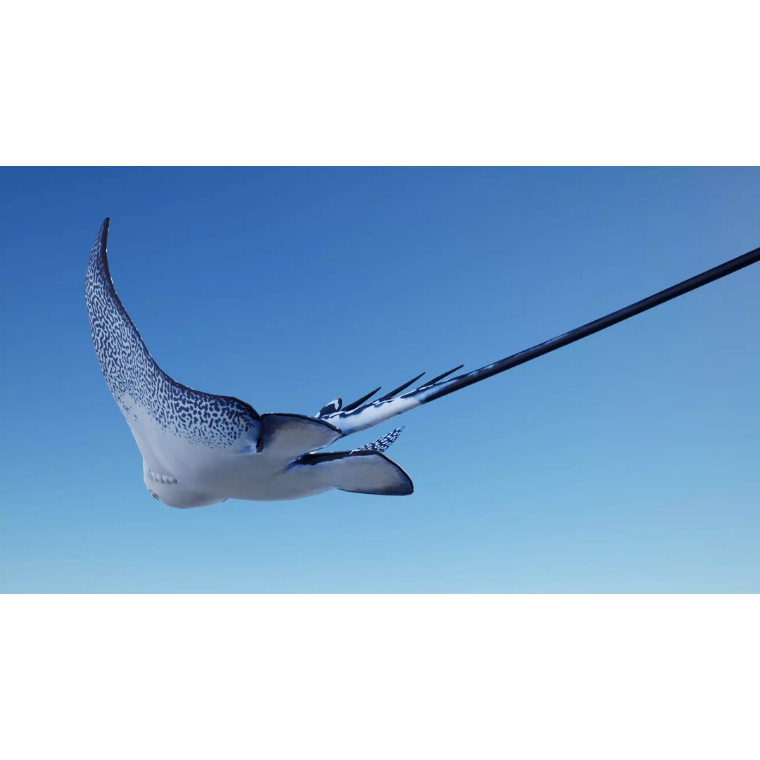 Spotted Eagle Ray 3D Model – Low Poly Rigged Fish with Animations - View 4
