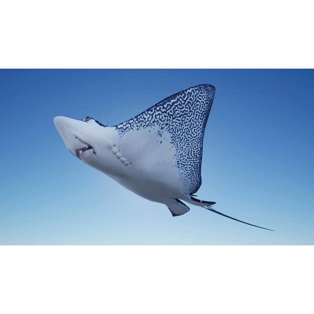Spotted Eagle Ray 3D Model – Low Poly Rigged Fish with Animations - View 5