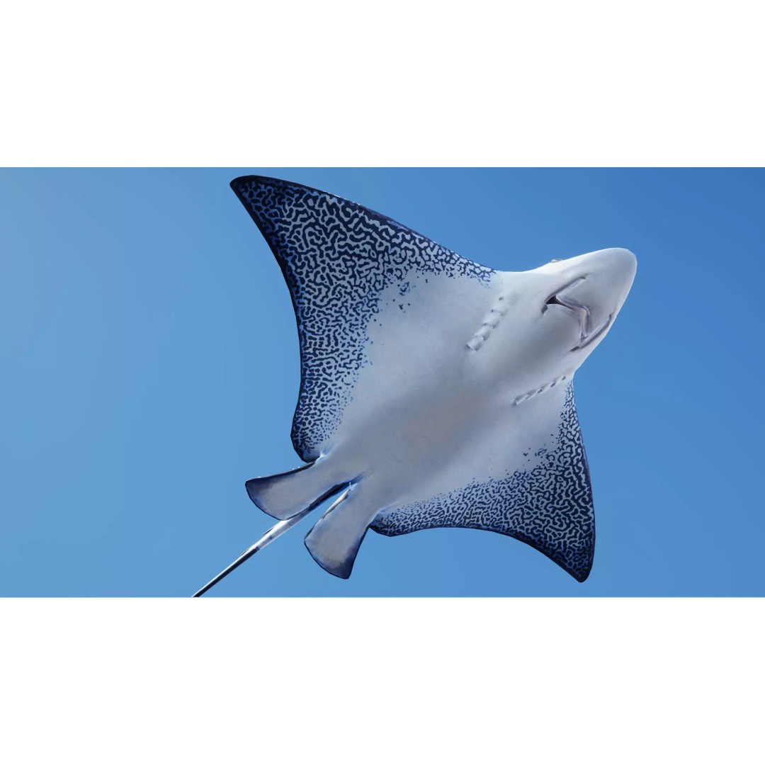 Spotted Eagle Ray 3D Model – Low Poly Rigged Fish with Animations - View 6