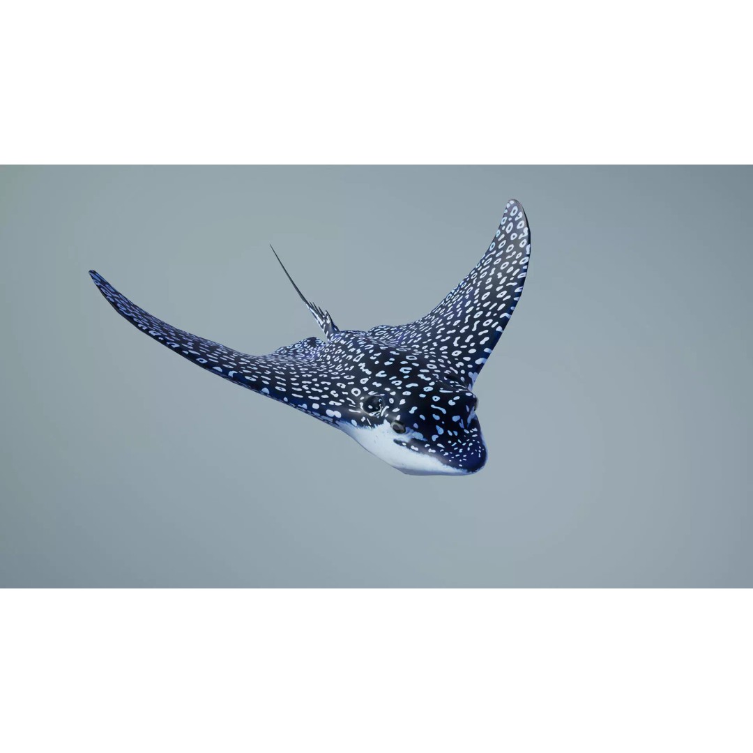 Spotted Eagle Ray 3D Model – Low Poly Rigged Fish with Animations - View 8