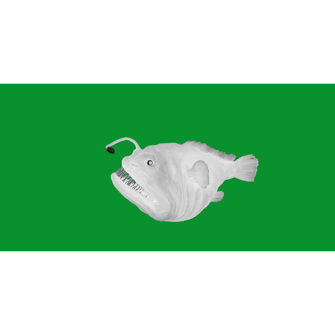 Angler Fish 3D Model – Low Poly Game Asset, FBX, PBR Textures - View 14