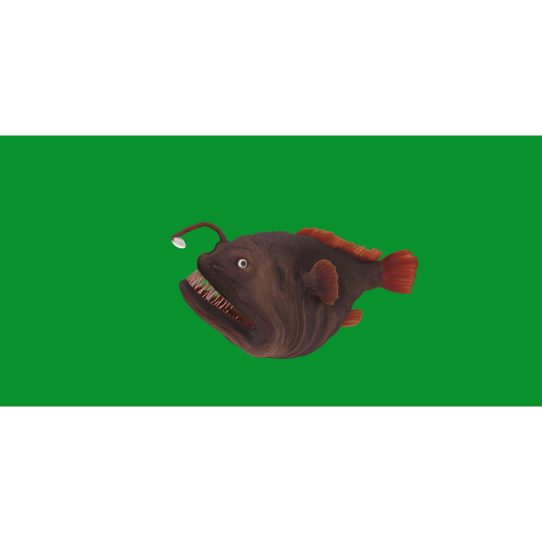 Angler Fish 3D Model – Low Poly Game Asset, FBX, PBR Textures - View 15