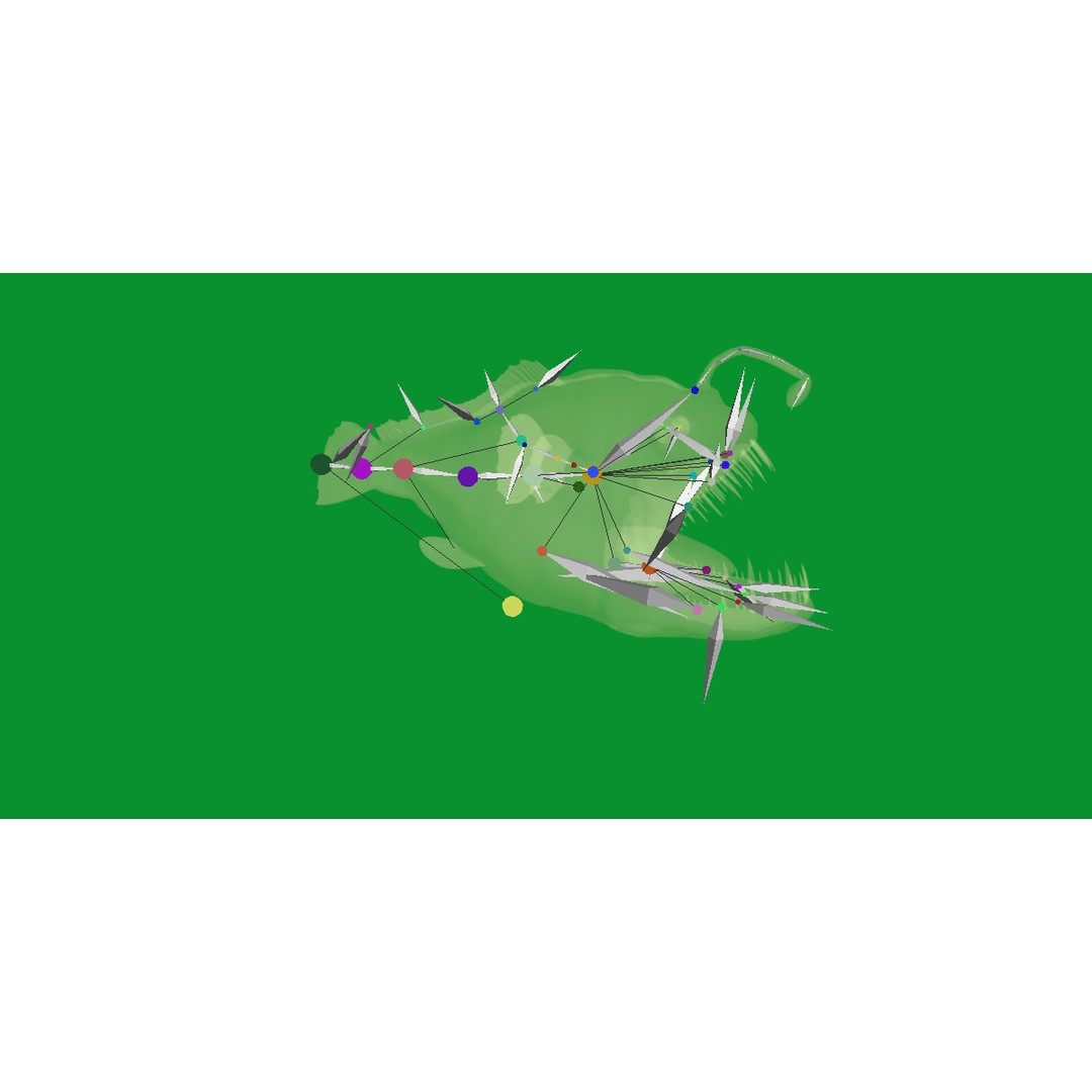 Angler Fish 3D Model – Low Poly Game Asset, FBX, PBR Textures - View 36