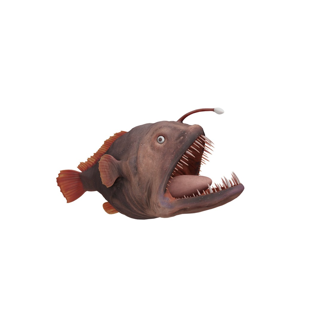 Angler Fish 3D Model – Low Poly Game Asset, FBX, PBR Textures - View 4
