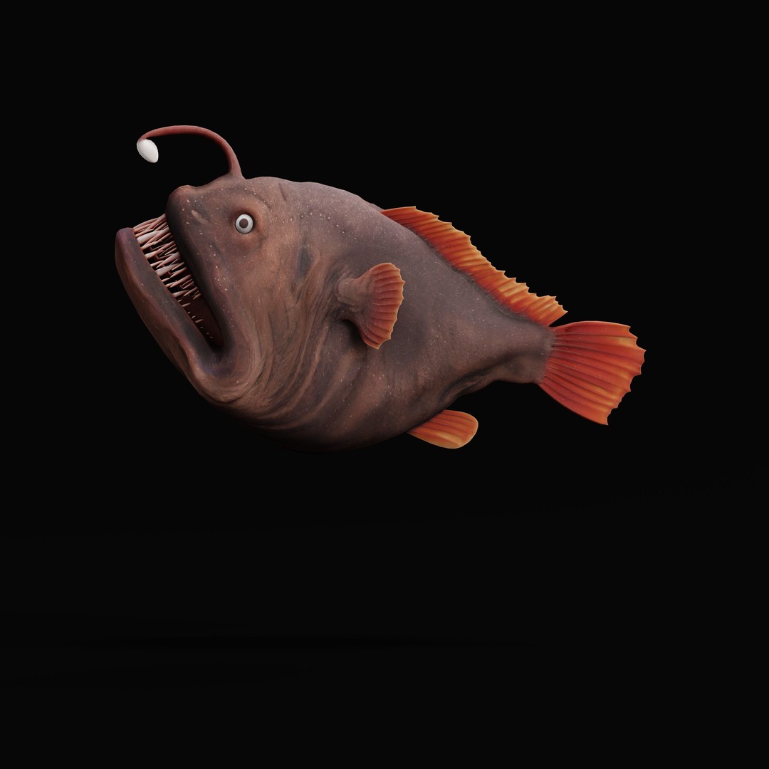 Angler Fish 3D Model – Low Poly Game Asset, FBX, PBR Textures - View 44