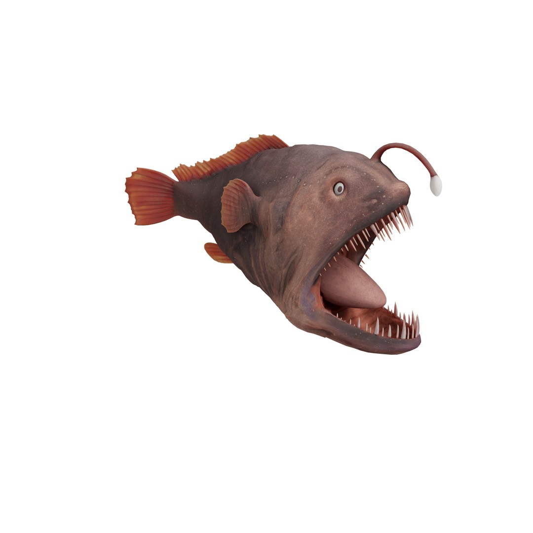Angler Fish 3D Model – Low Poly Game Asset, FBX, PBR Textures - View 5
