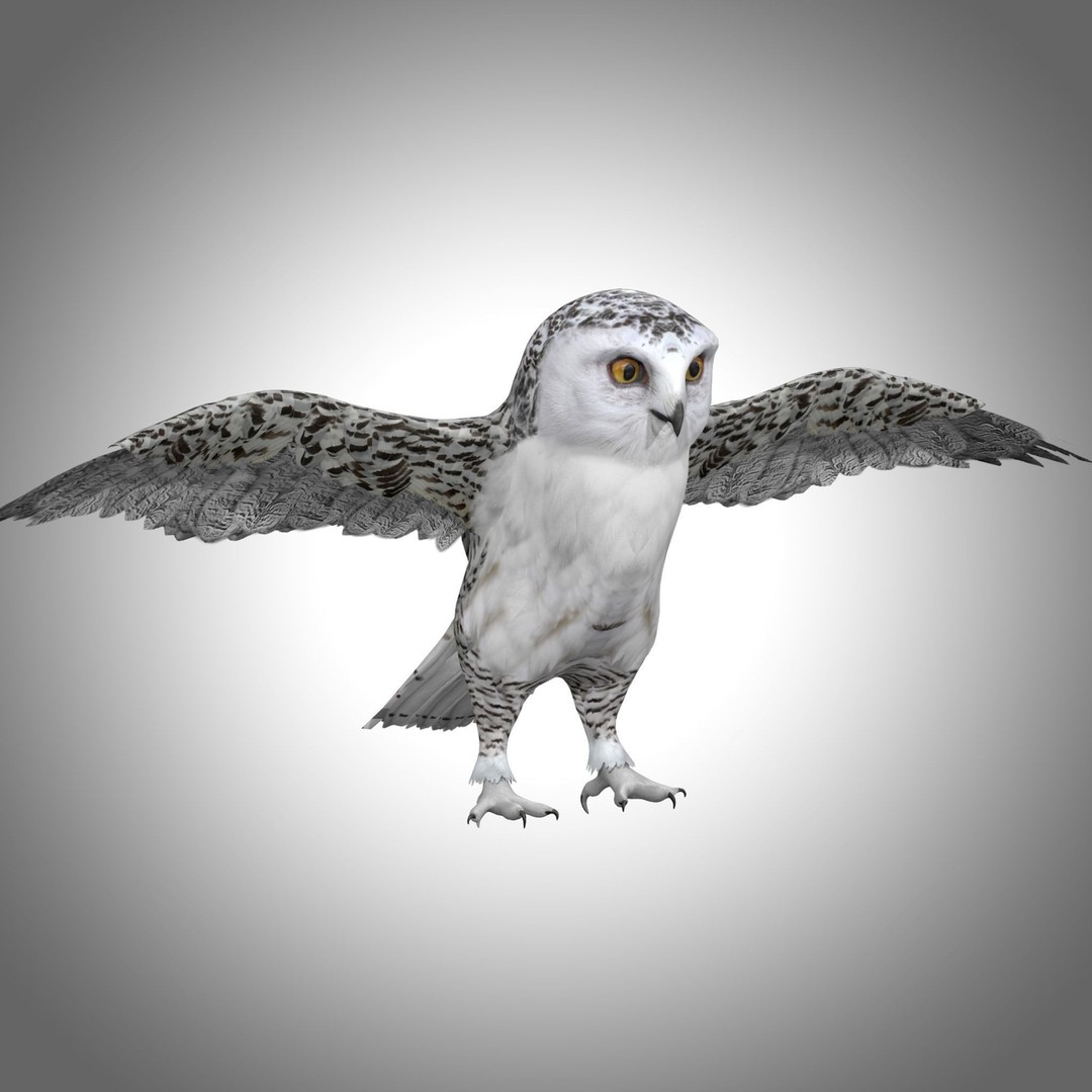 Snowy White Owl 3D Model – Low Poly Rigged Bird Asset, FBX, Blender - View 4