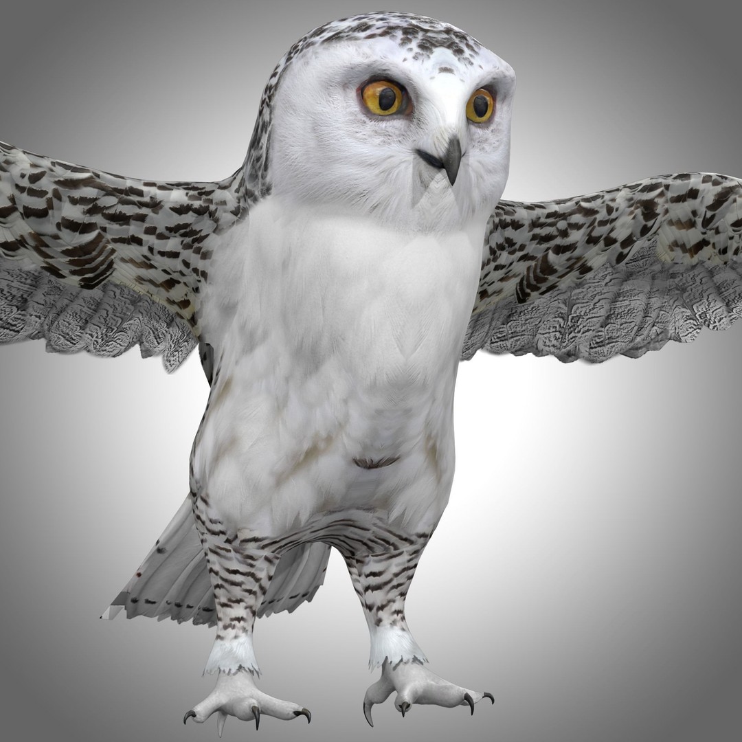 Snowy White Owl 3D Model – Low Poly Rigged Bird Asset, FBX, Blender - View 5