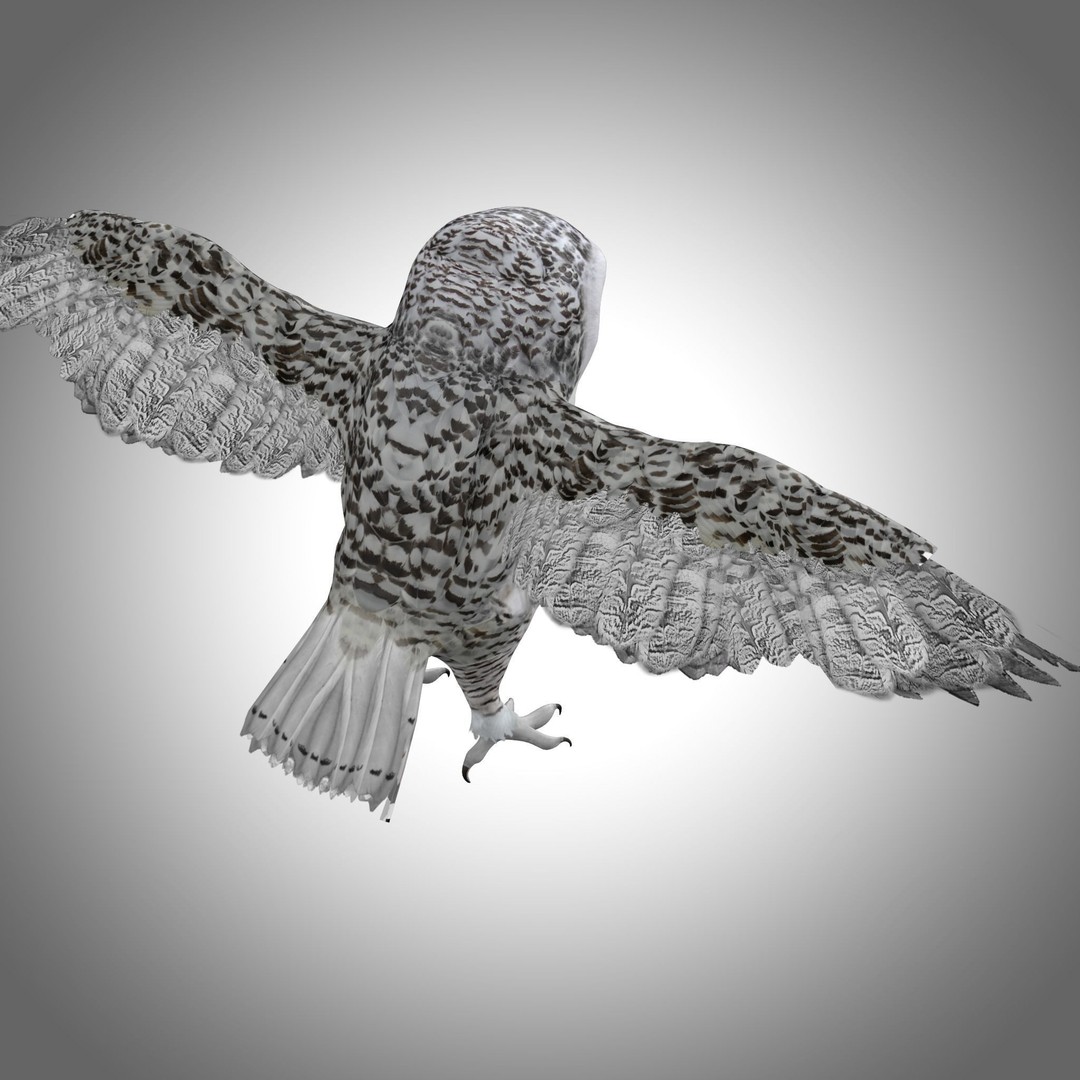 Snowy White Owl 3D Model – Low Poly Rigged Bird Asset, FBX, Blender - View 6