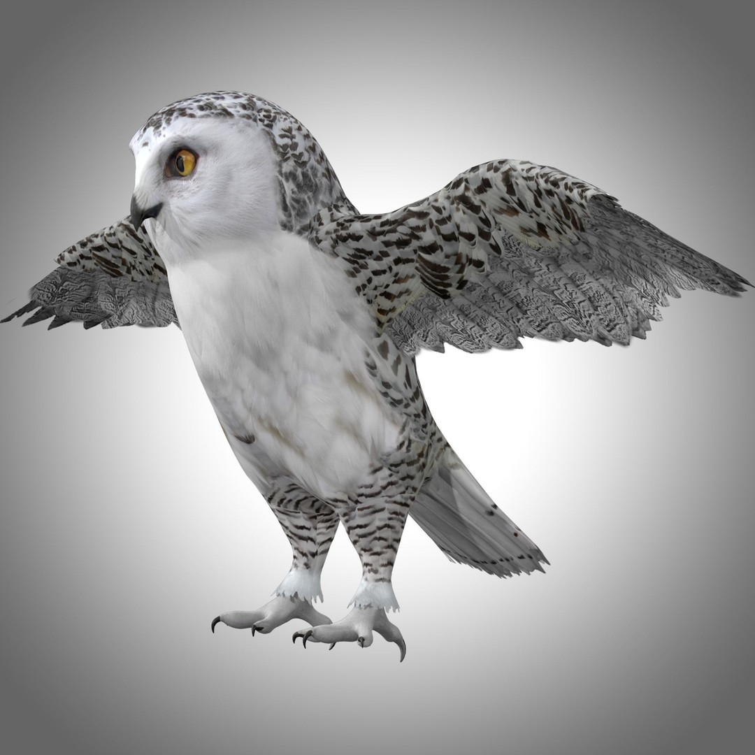 Snowy White Owl 3D Model – Low Poly Rigged Bird Asset, FBX, Blender - View 7