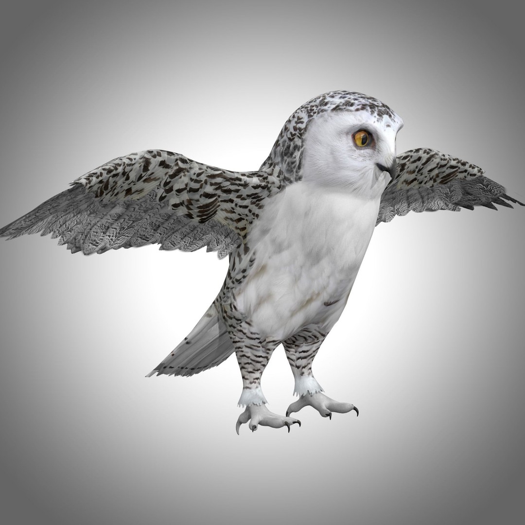 Snowy White Owl 3D Model – Low Poly Rigged Bird Asset, FBX, Blender - View 8