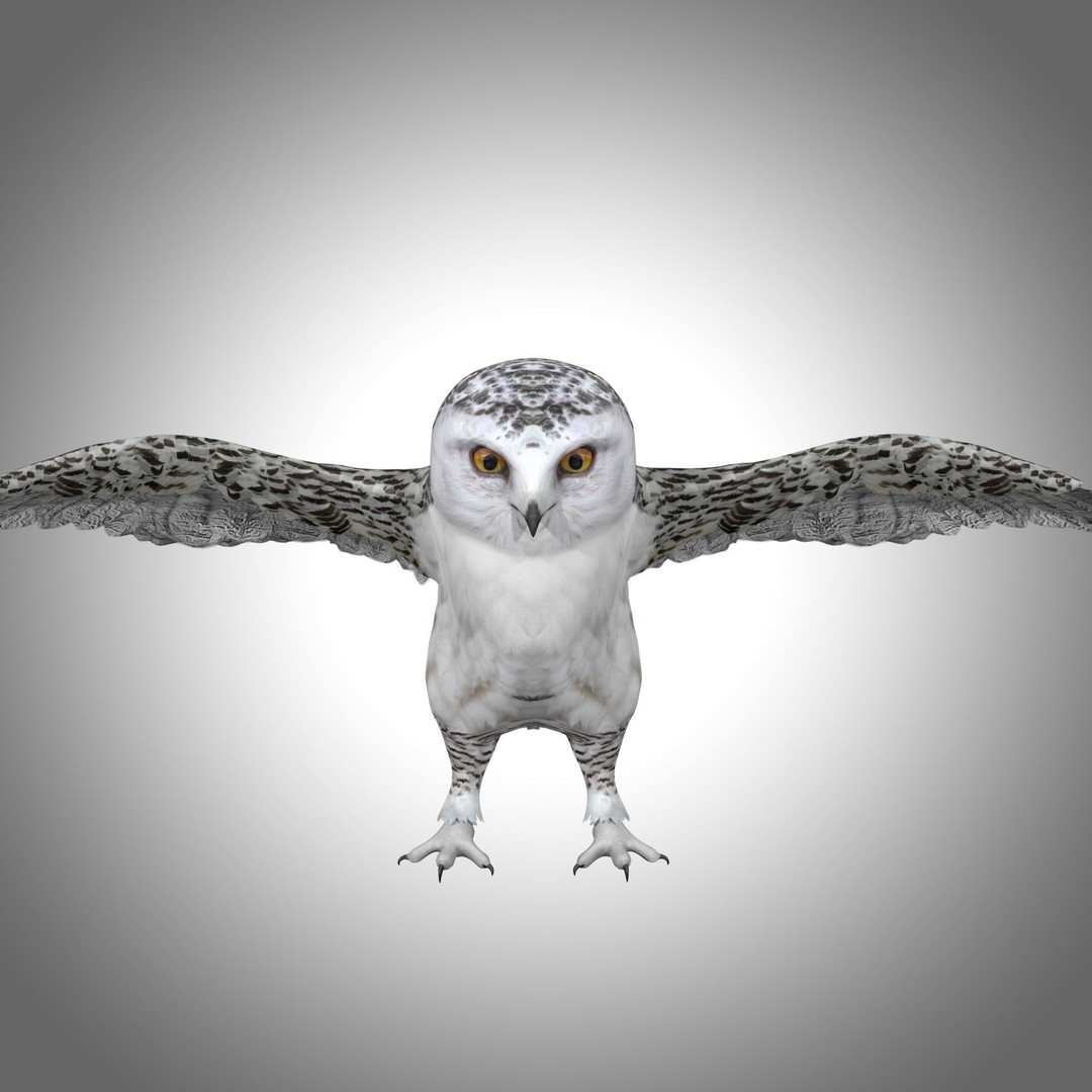 Snowy White Owl 3D Model – Low Poly Rigged Bird Asset, FBX, Blender - View 9