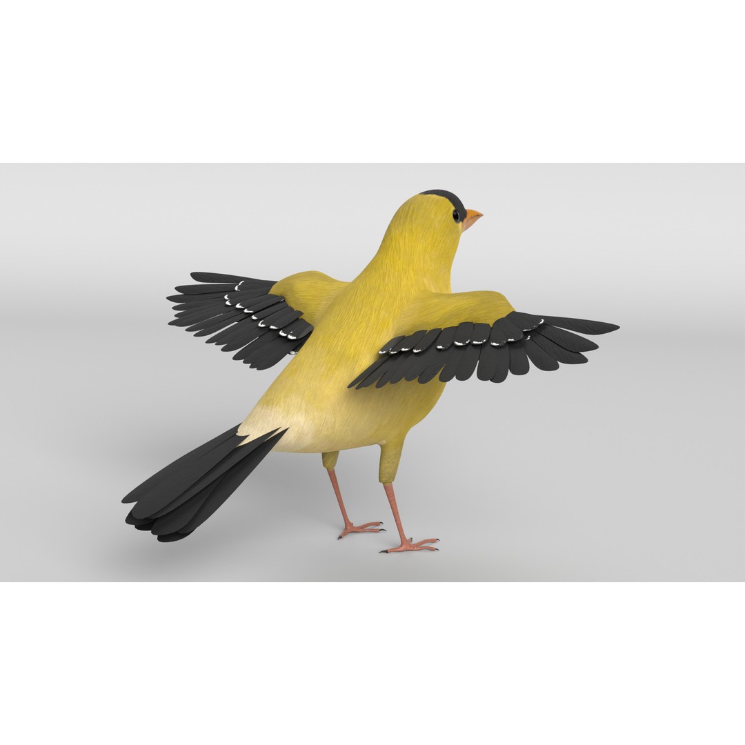 Goldfinch 3D Model – Animated Rigged Bird Asset, Blender, FBX - View 10