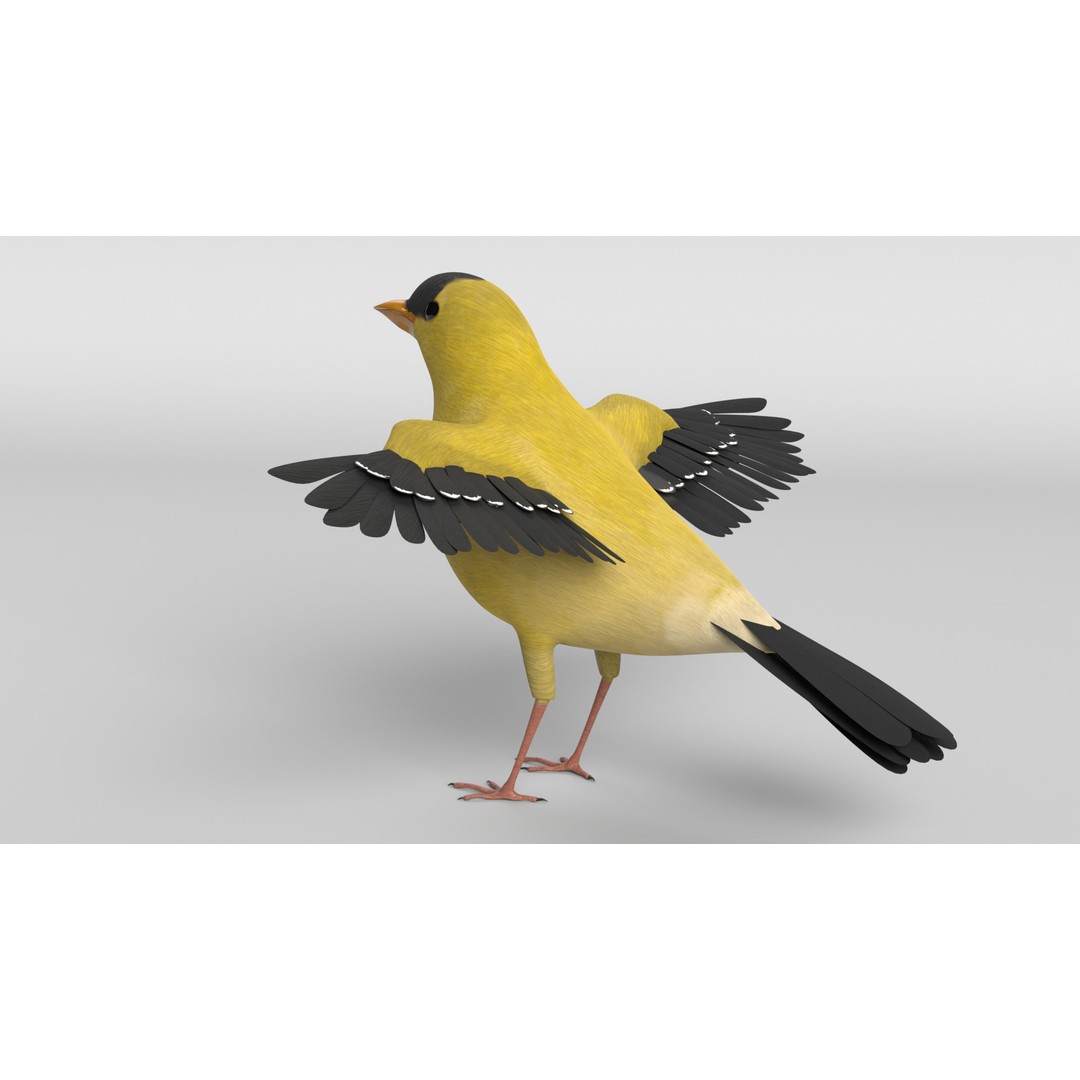 Goldfinch 3D Model – Animated Rigged Bird Asset, Blender, FBX - View 11