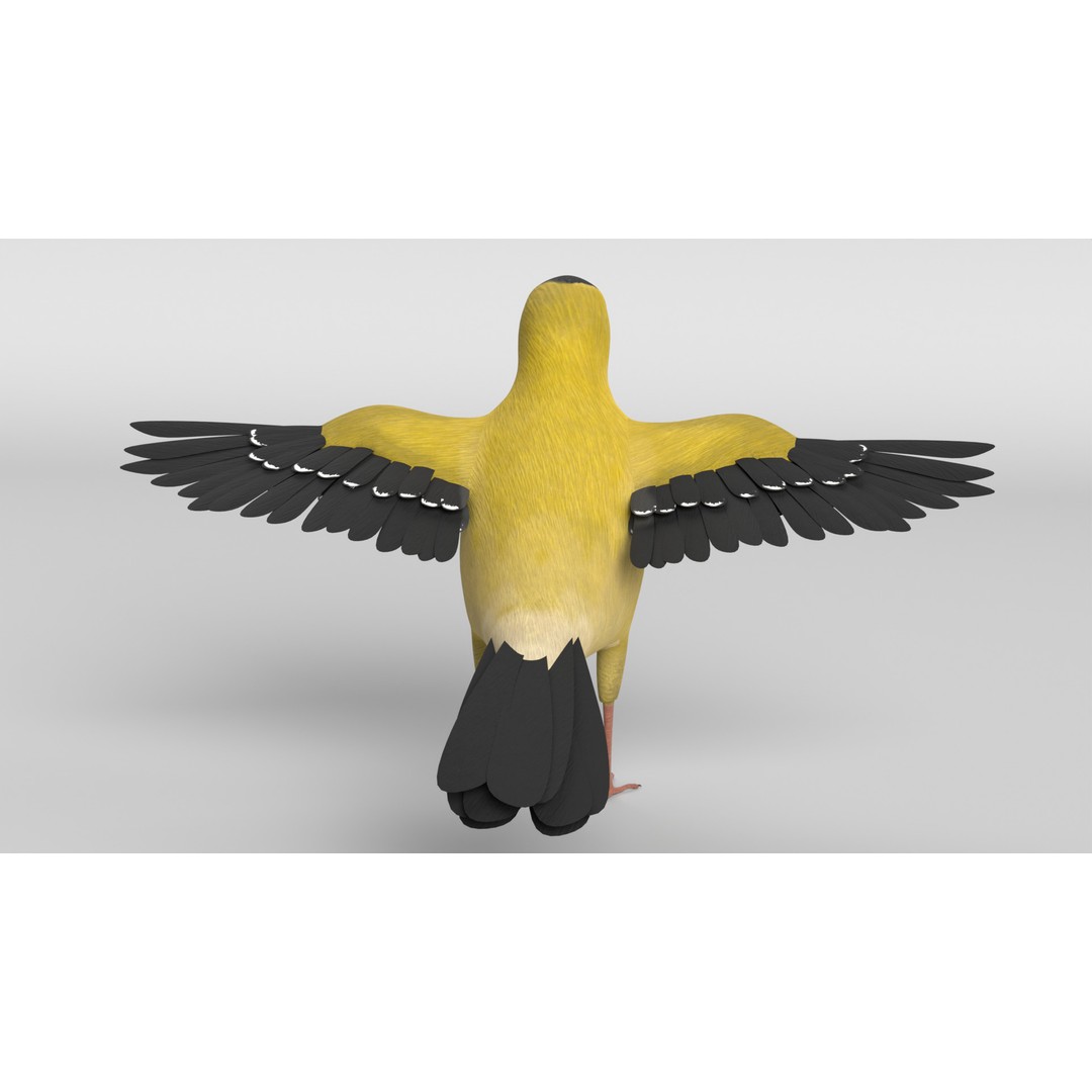 Goldfinch 3D Model – Animated Rigged Bird Asset, Blender, FBX - View 12