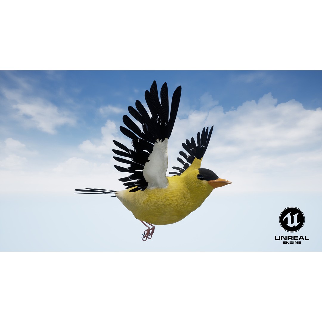 Goldfinch 3D Model – Animated Rigged Bird Asset, Blender, FBX - View 13