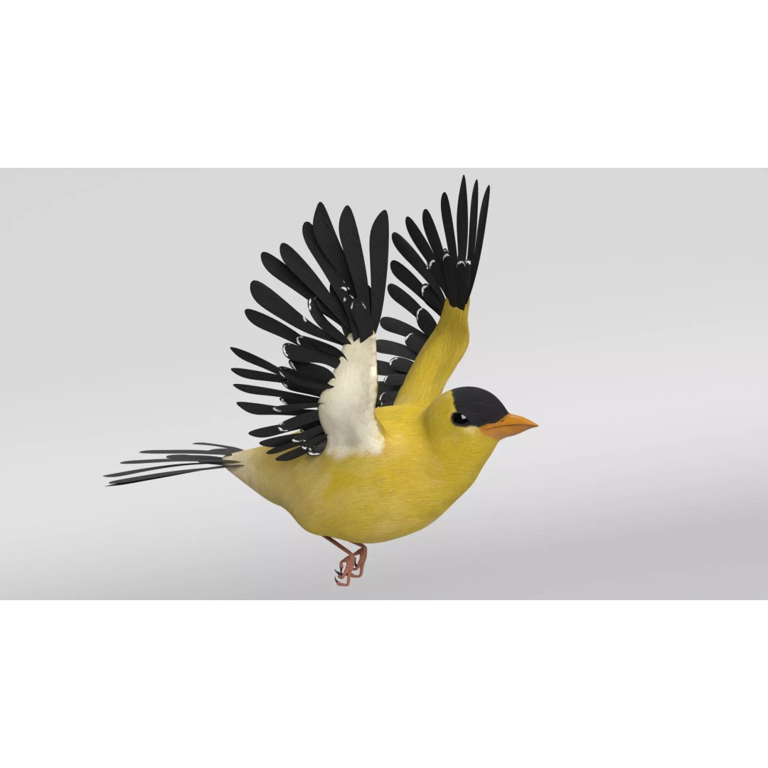 Goldfinch 3D Model – Animated Rigged Bird Asset, Blender, FBX - View 2