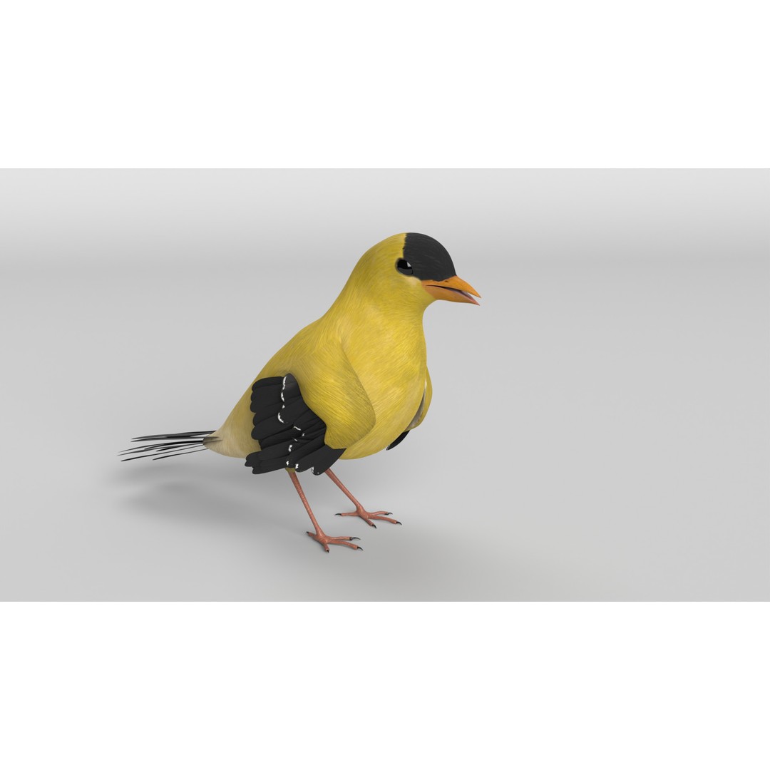 Goldfinch 3D Model – Animated Rigged Bird Asset, Blender, FBX - View 3