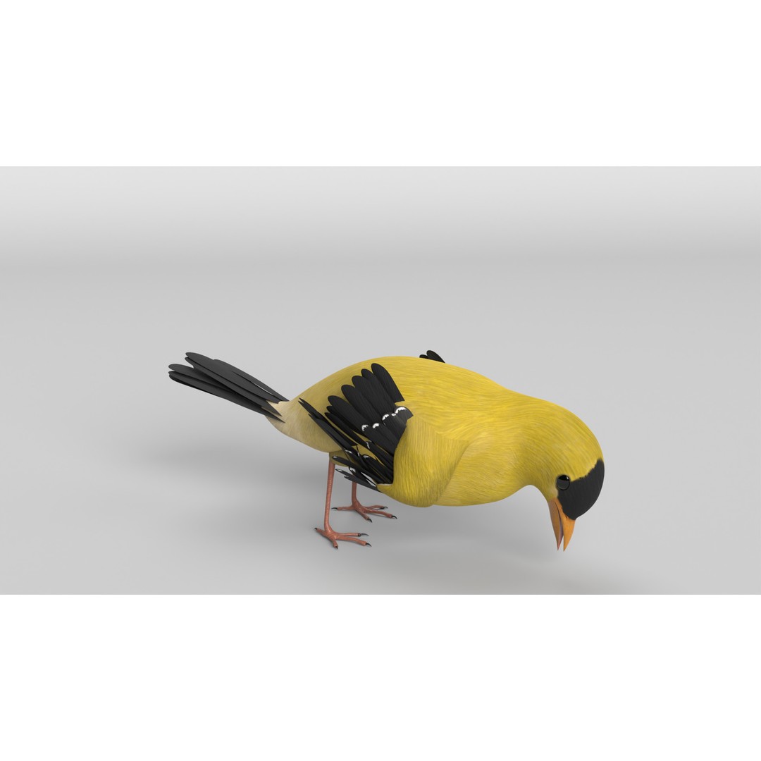 Goldfinch 3D Model – Animated Rigged Bird Asset, Blender, FBX - View 4