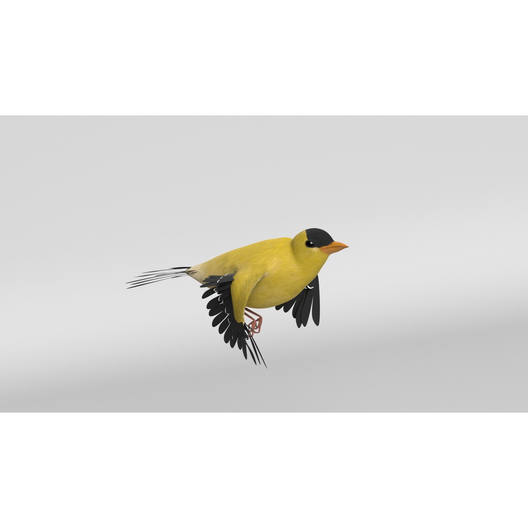 Goldfinch 3D Model – Animated Rigged Bird Asset, Blender, FBX - View 5