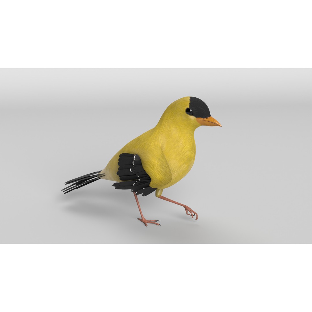 Goldfinch 3D Model – Animated Rigged Bird Asset, Blender, FBX - View 6