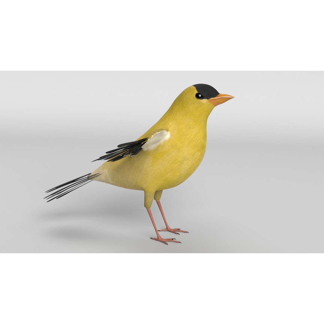 Goldfinch 3D Model – Animated Rigged Bird Asset, Blender, FBX - View 7