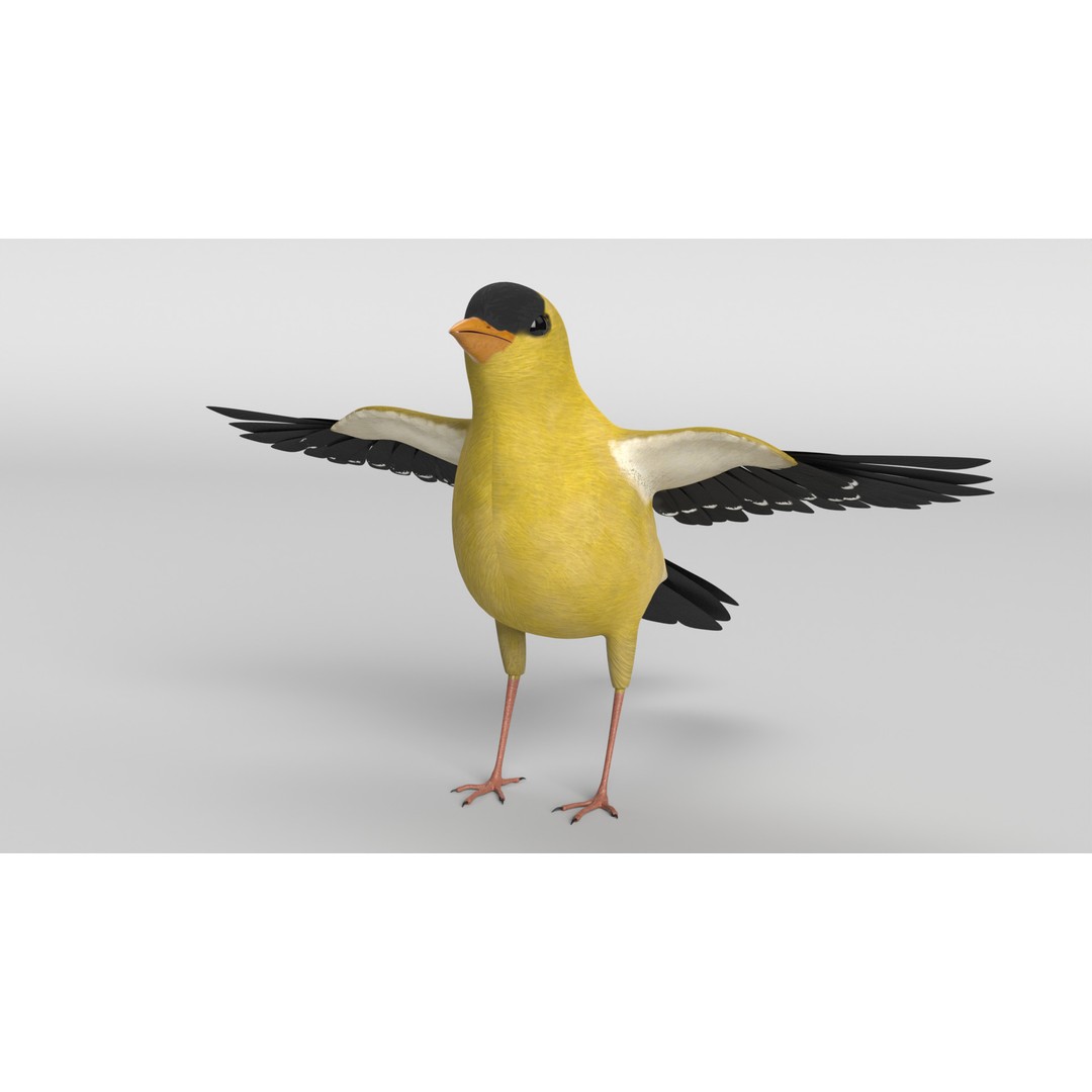Goldfinch 3D Model – Animated Rigged Bird Asset, Blender, FBX - View 8