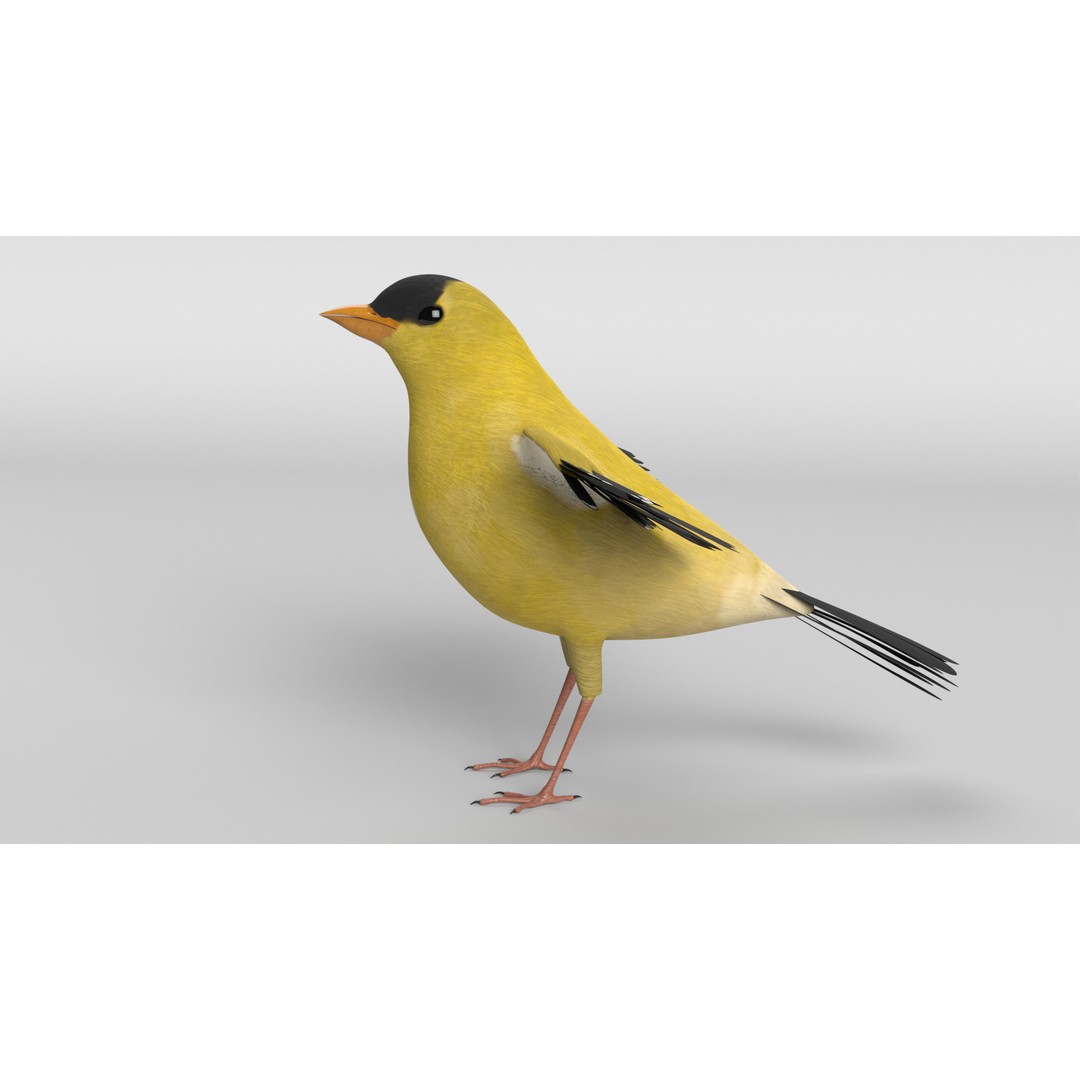 Goldfinch 3D Model – Animated Rigged Bird Asset, Blender, FBX - View 9