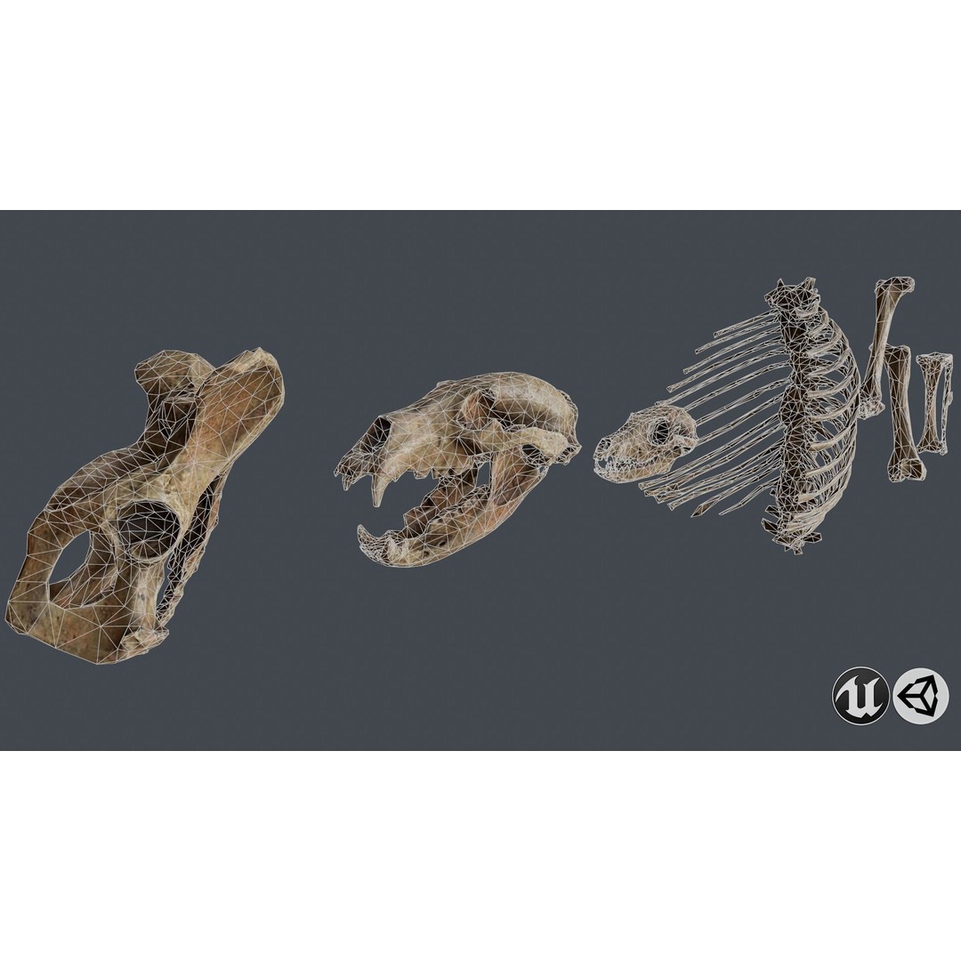 Skull and Bones 3D Model – Low Poly Game Ready Asset, FBX, OBJ