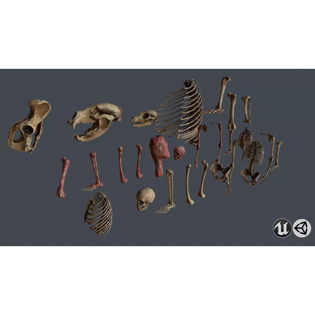 Skull and Bones 3D Model – Low Poly Game Ready Asset, FBX, OBJ - View 2