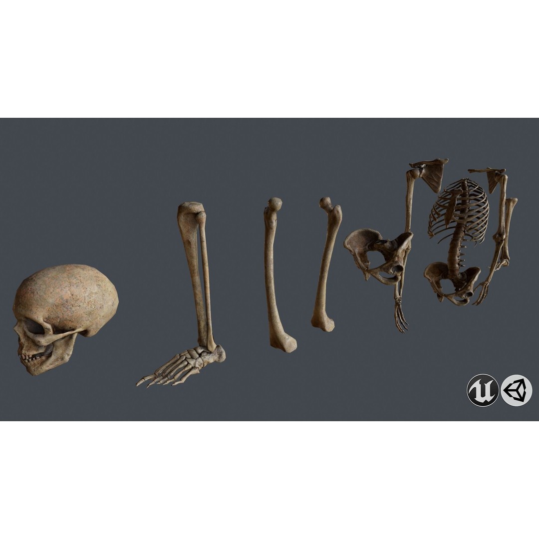 Skull and Bones 3D Model – Low Poly Game Ready Asset, FBX, OBJ - View 3