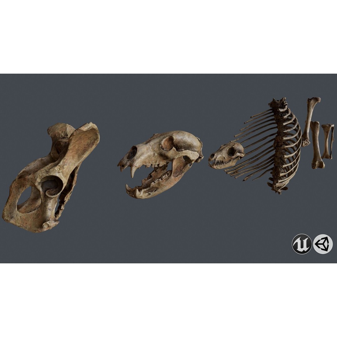 Skull and Bones 3D Model – Low Poly Game Ready Asset, FBX, OBJ - View 7