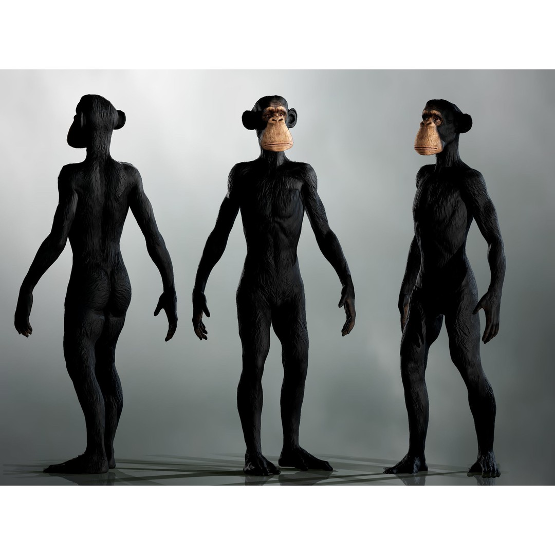 Realistic Ape 3D Model – Low Poly Rigged Character with PBR Textures - View 4