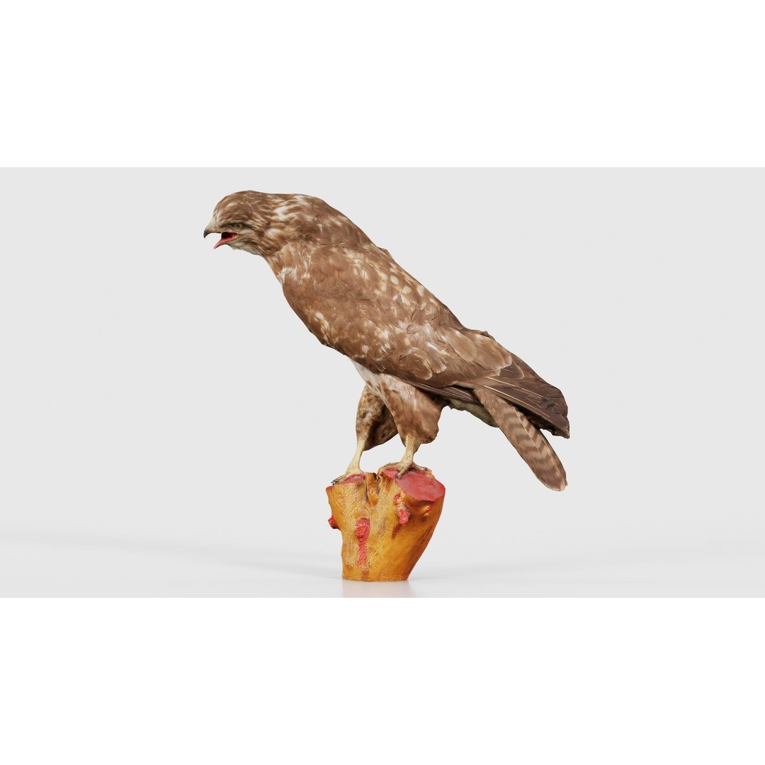 Common Buzzard 3D Model – Low Poly Bird Asset, FBX, Blender