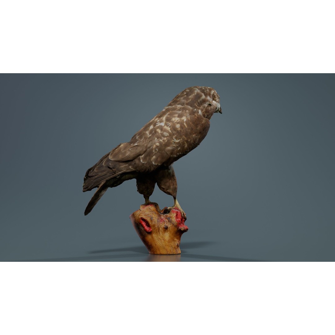 Common Buzzard 3D Model – Low Poly Bird Asset, FBX, Blender - View 10