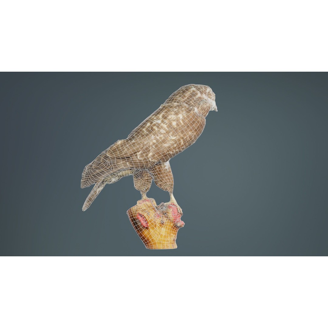 Common Buzzard 3D Model – Low Poly Bird Asset, FBX, Blender - View 12