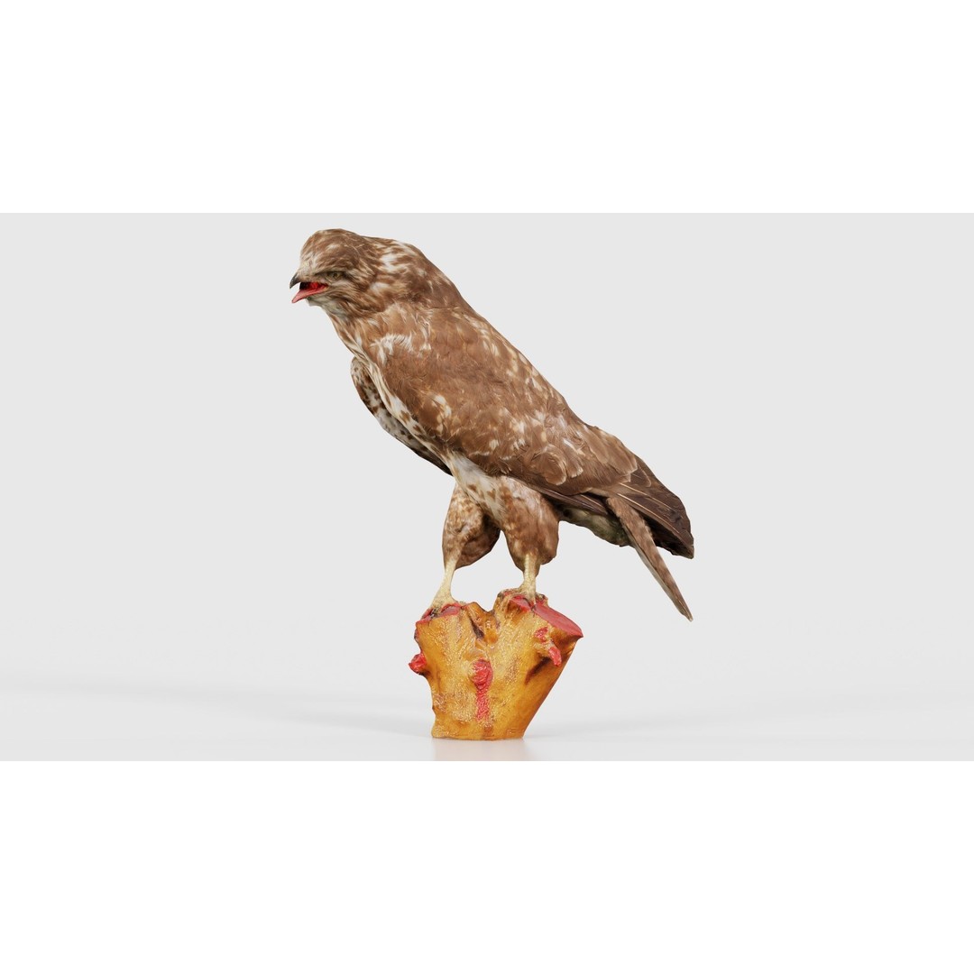 Common Buzzard 3D Model – Low Poly Bird Asset, FBX, Blender - View 17