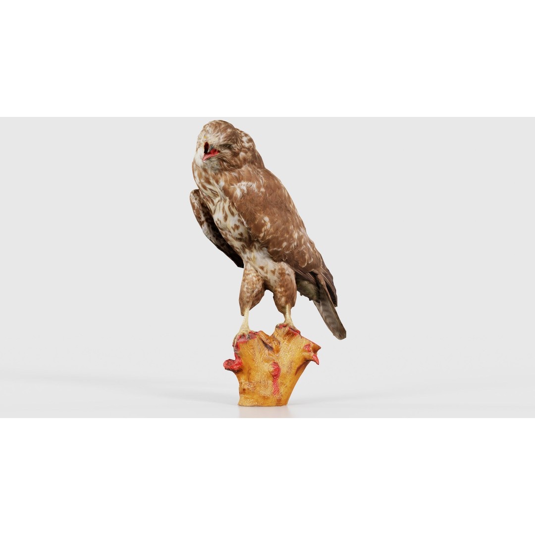 Common Buzzard 3D Model – Low Poly Bird Asset, FBX, Blender - View 18