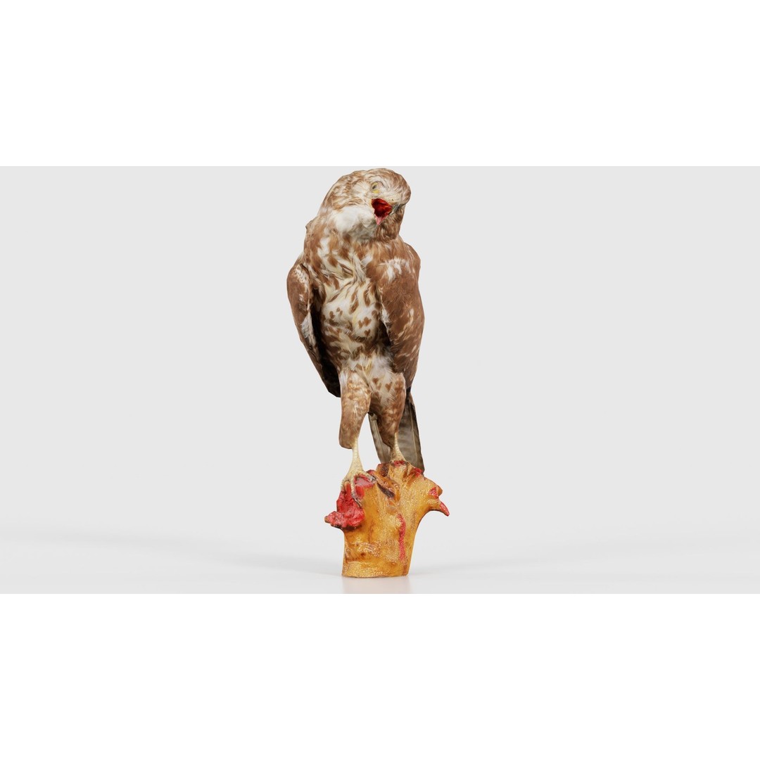 Common Buzzard 3D Model – Low Poly Bird Asset, FBX, Blender - View 19