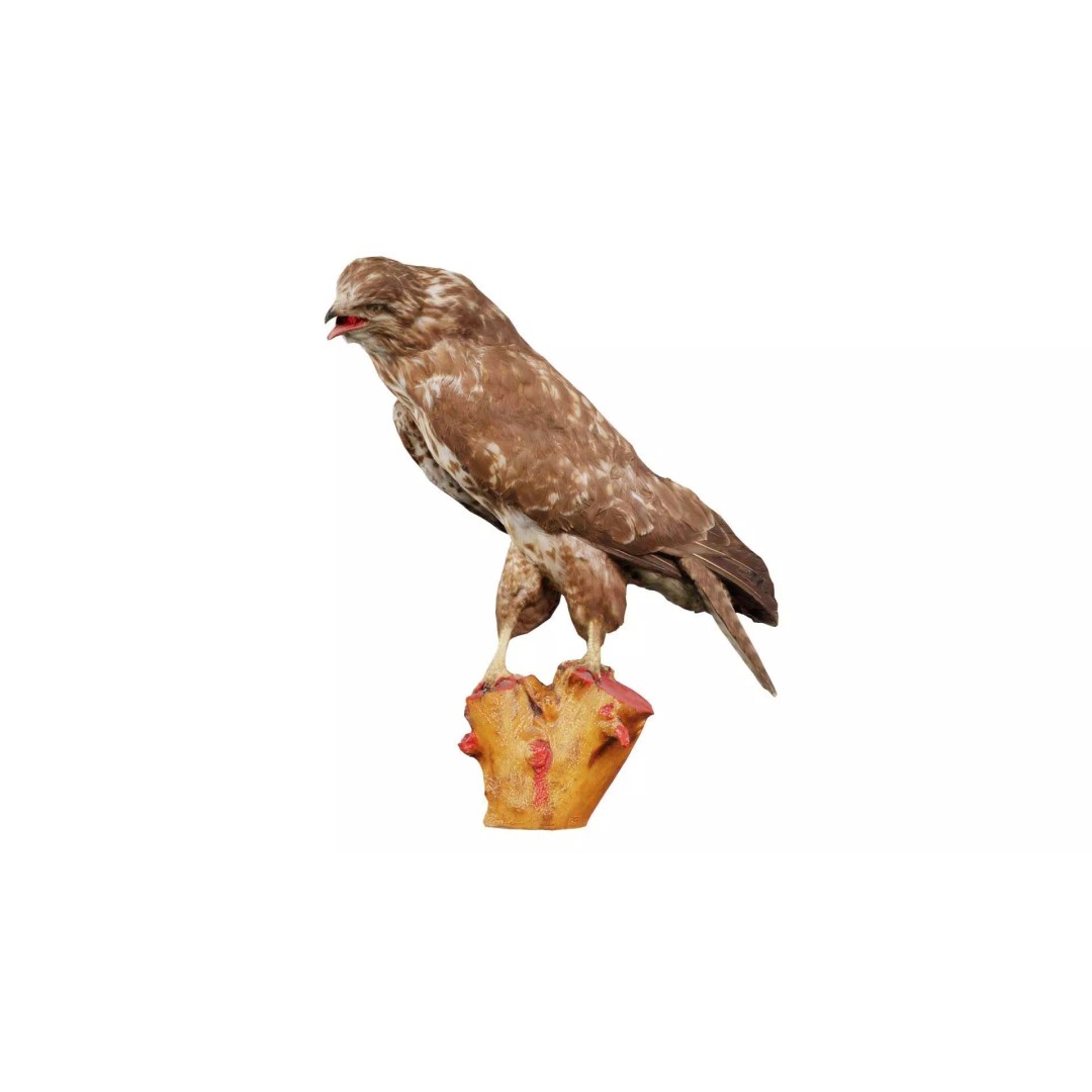 Common Buzzard 3D Model – Low Poly Bird Asset, FBX, Blender - View 2