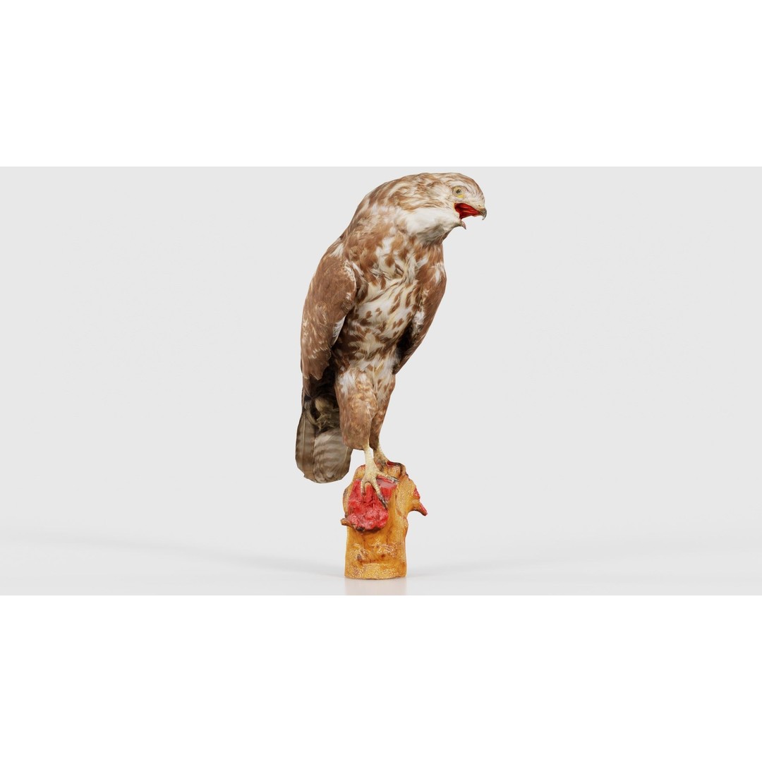 Common Buzzard 3D Model – Low Poly Bird Asset, FBX, Blender - View 20