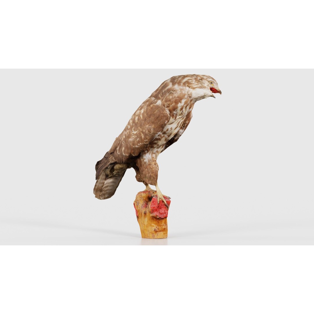 Common Buzzard 3D Model – Low Poly Bird Asset, FBX, Blender - View 21