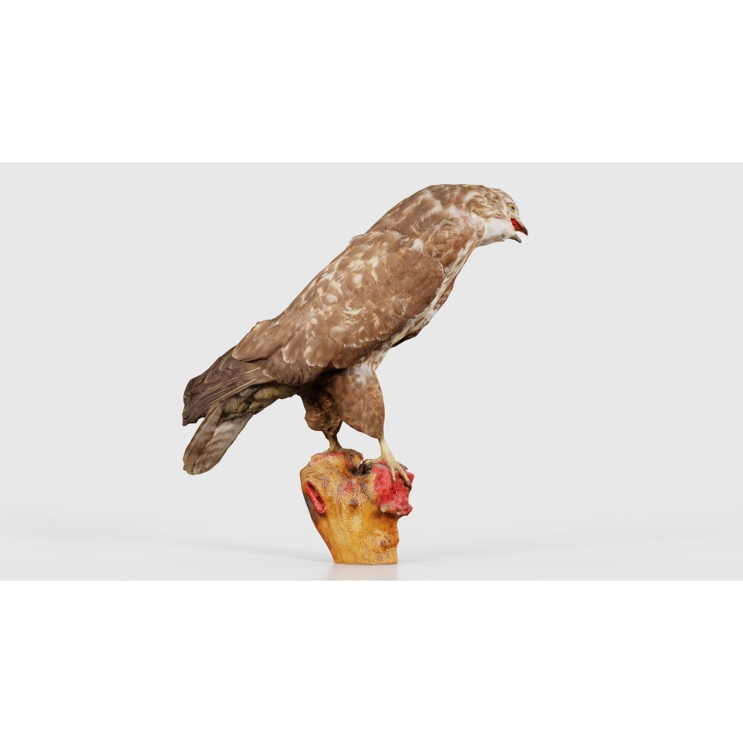 Common Buzzard 3D Model – Low Poly Bird Asset, FBX, Blender - View 22